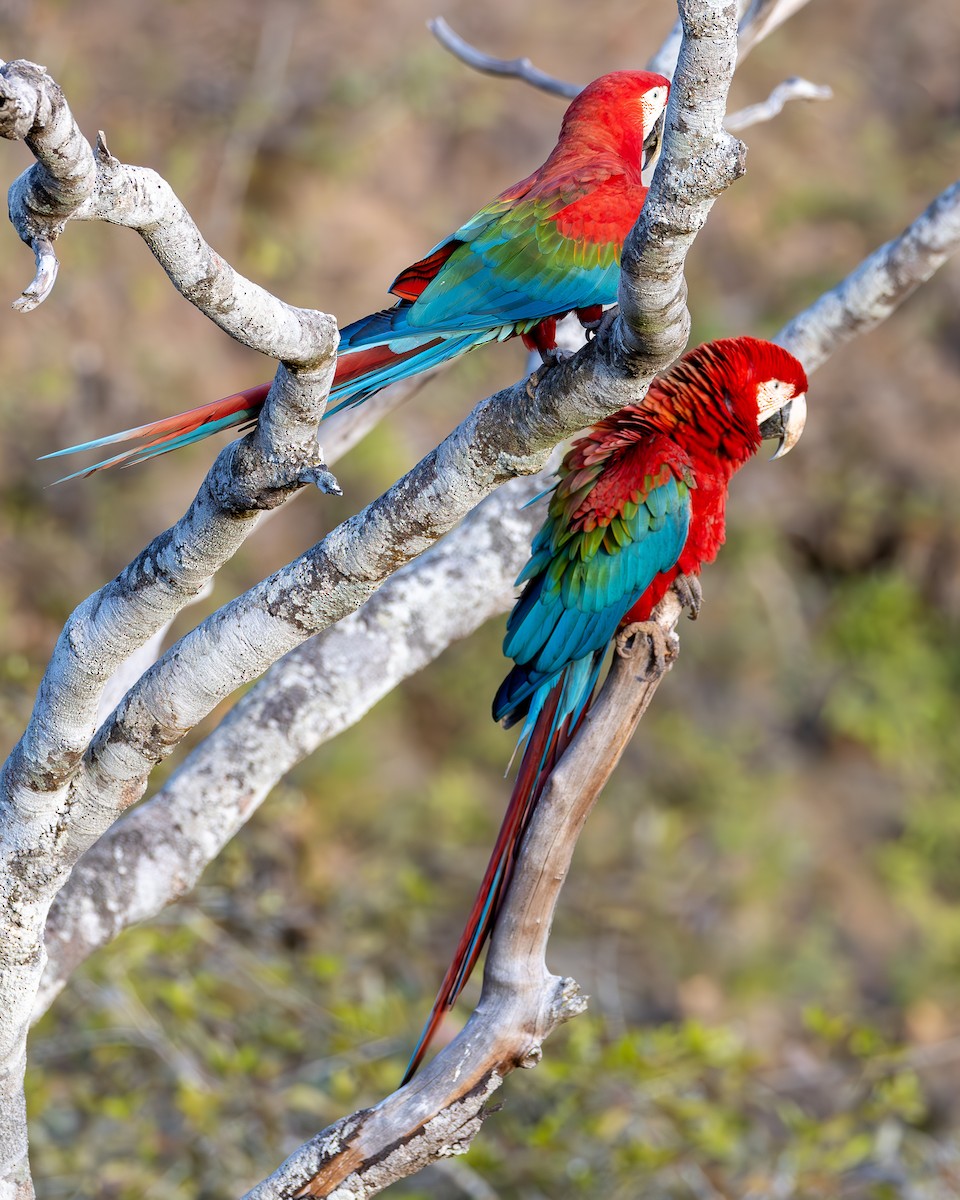 Red-and-green Macaw - ML622509367