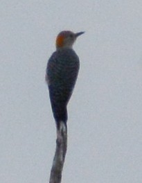 Golden-fronted Woodpecker - ML622509444