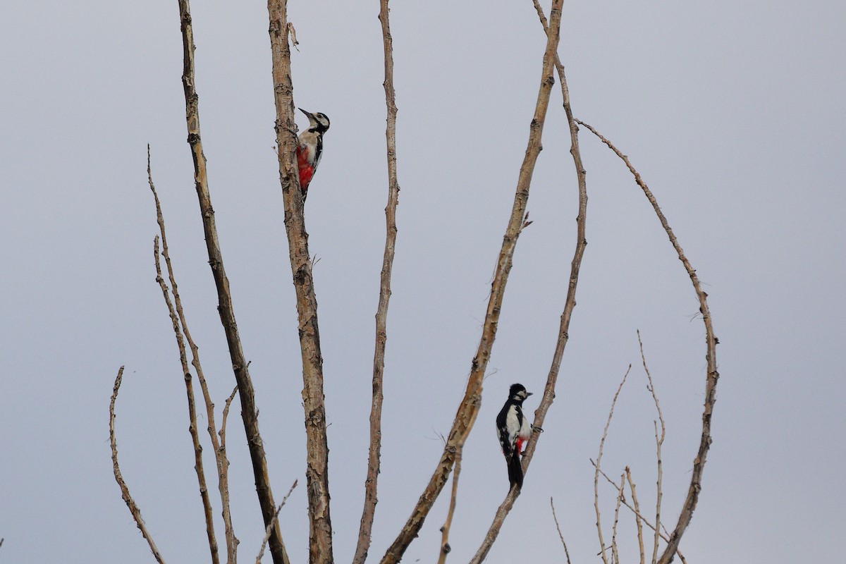 White-winged Woodpecker - ML622509445