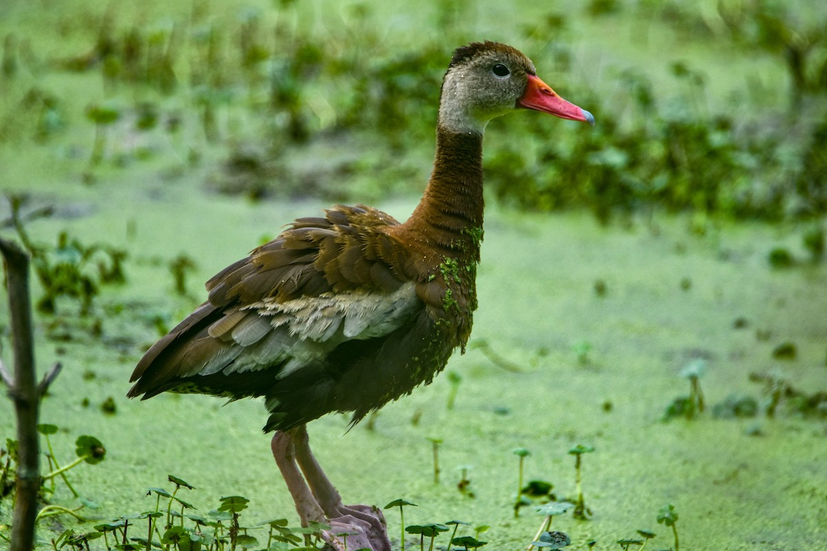 Dendrocygne à ventre noir - ML622509492