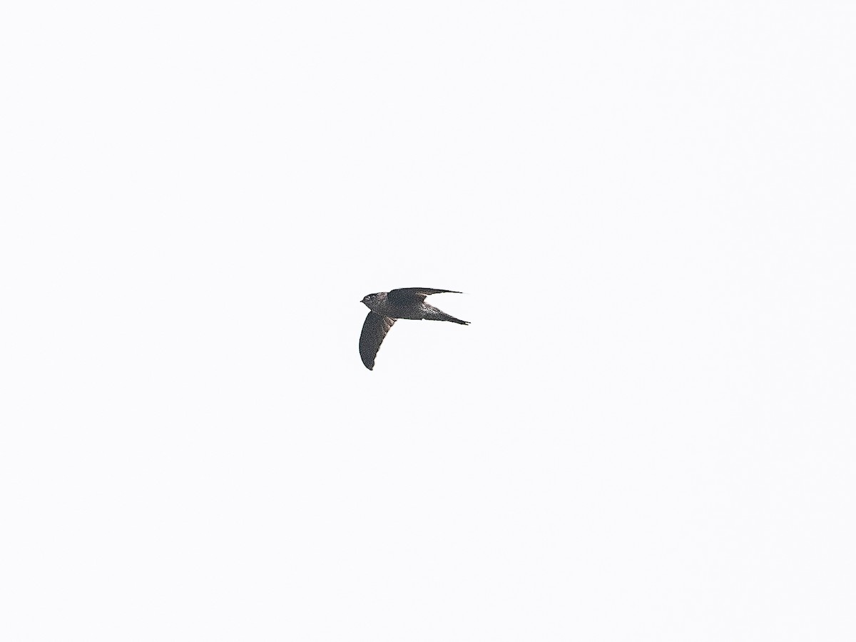 Sulawesi Swiftlet - ML622509699