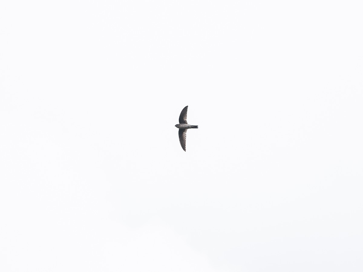 Sulawesi Swiftlet - ML622509717