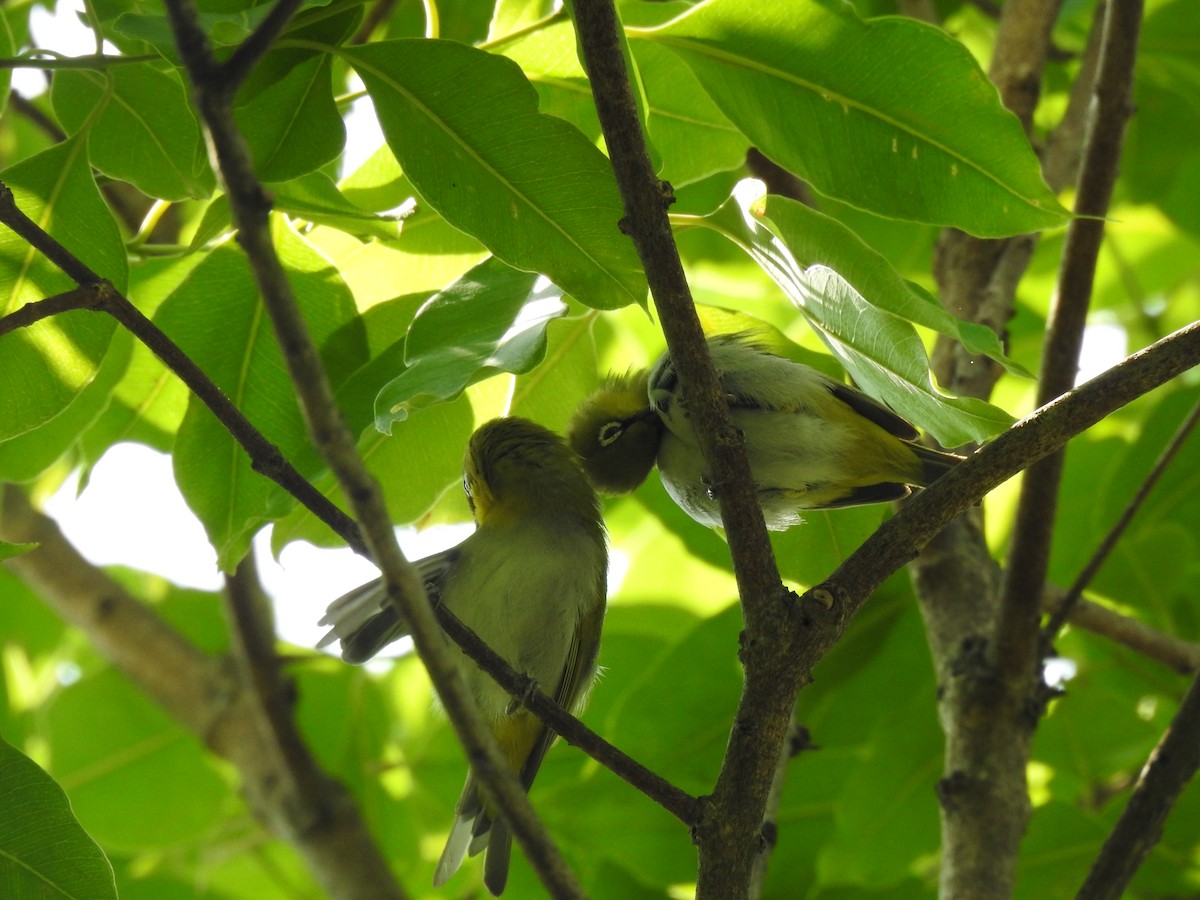 Indian White-eye - ML622509727