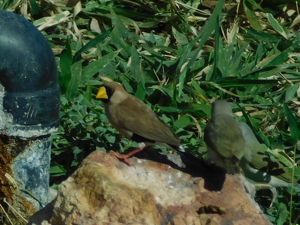 Masked Finch - ML622509729