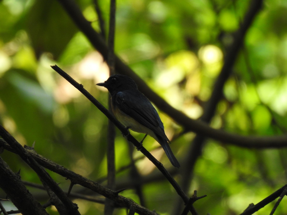 Blue-throated Flycatcher - ML622509730