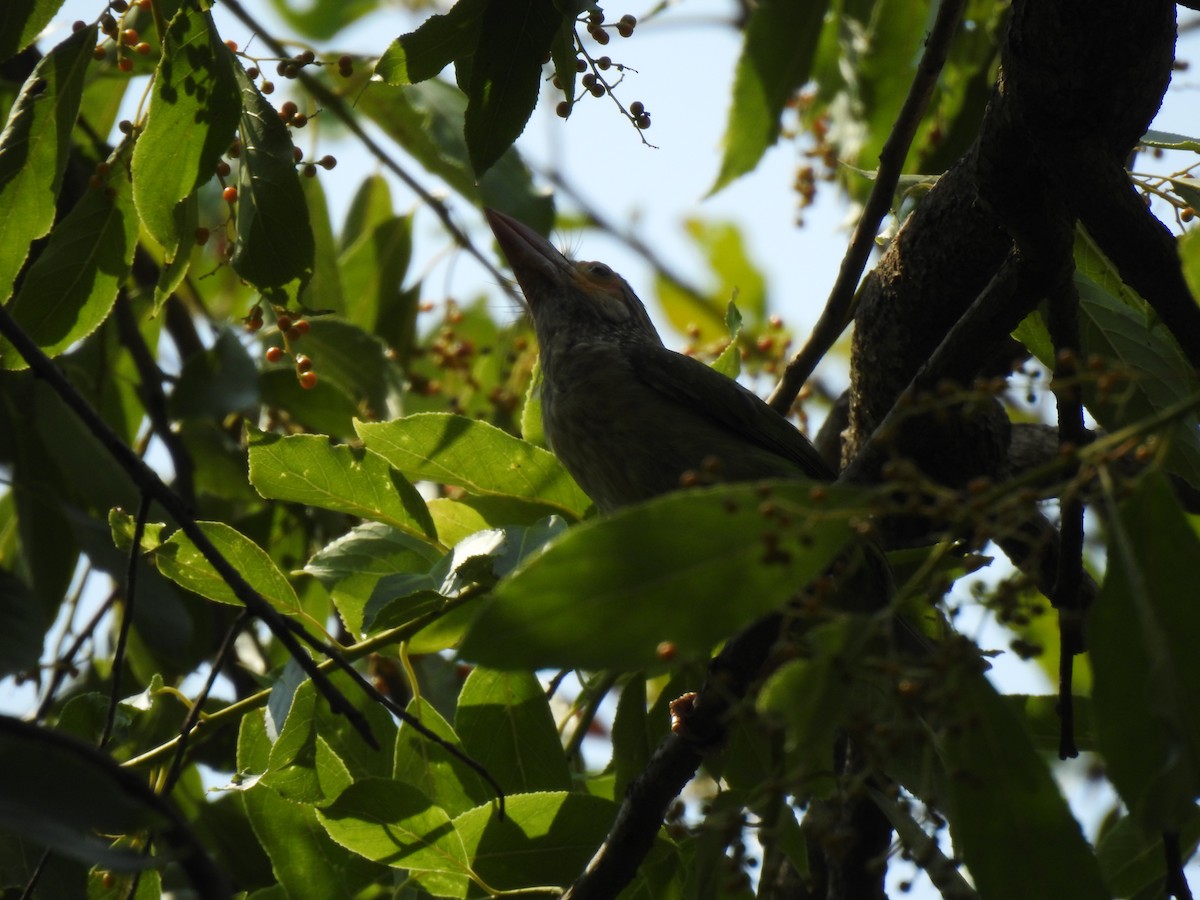 Lineated Barbet - ML622509748