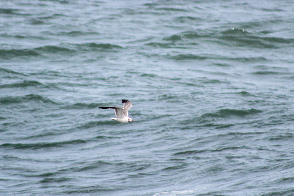 Laughing Gull - ML622509778