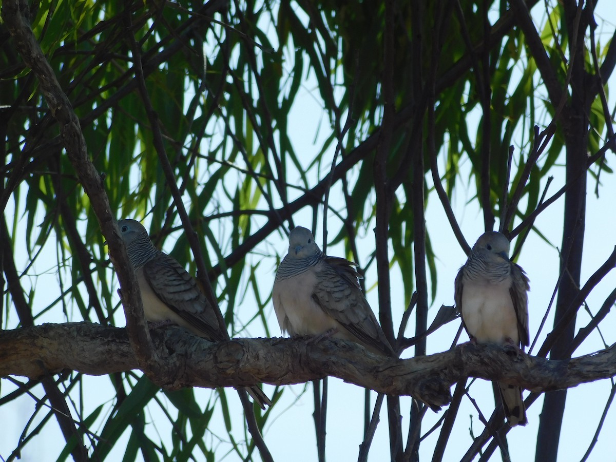 Peaceful Dove - ML622509888