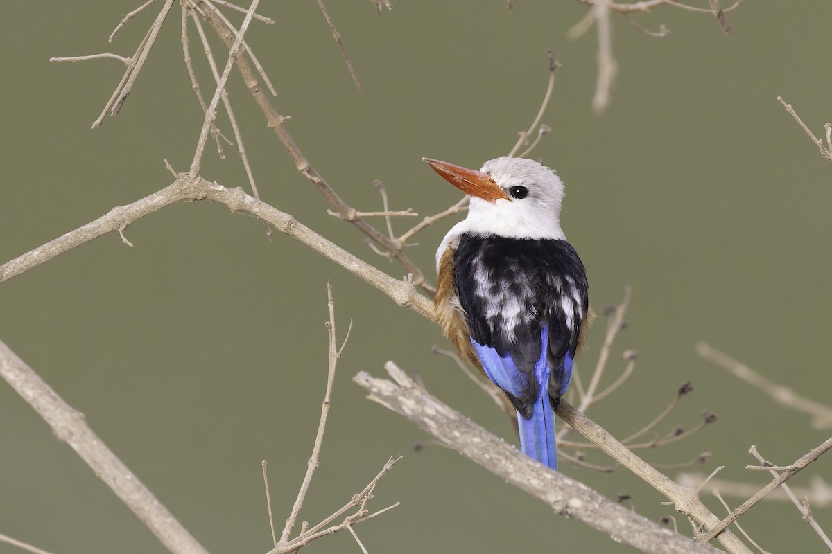 Gray-headed Kingfisher - Alex Rinkert