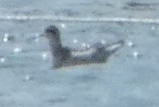 Red-necked Phalarope - ML622510068