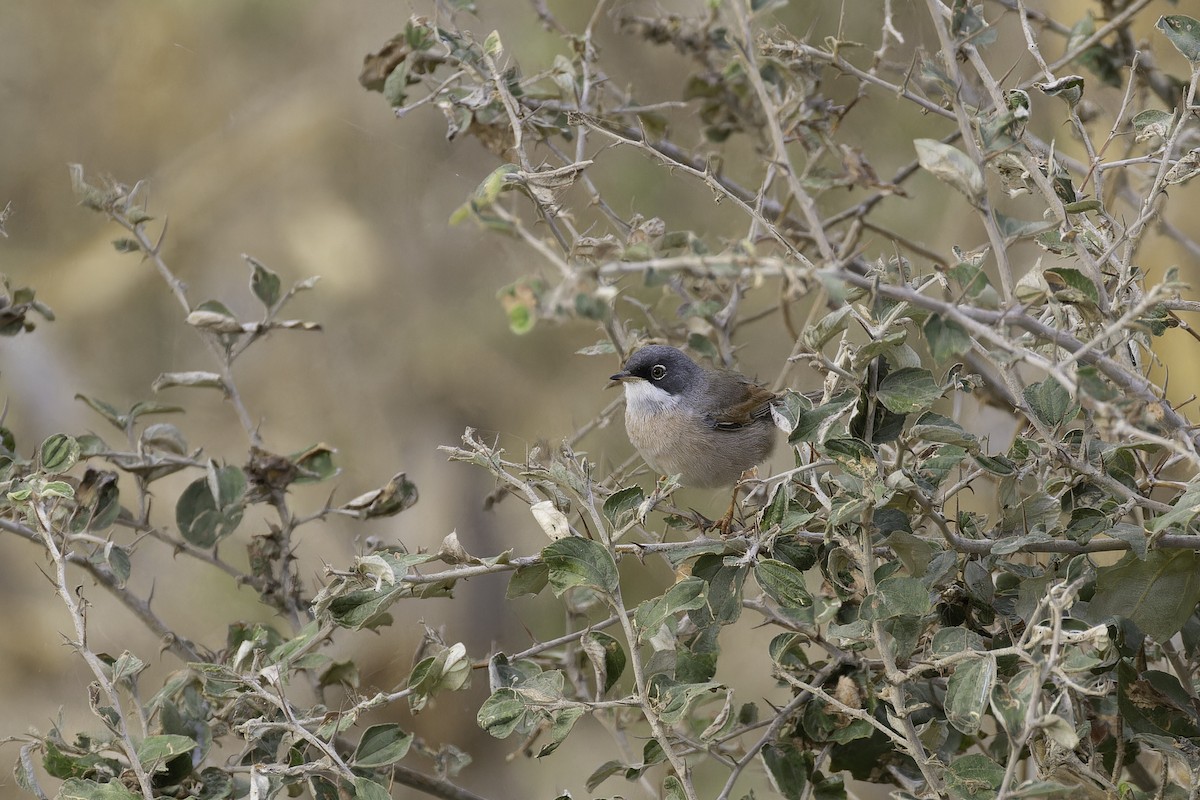 Spectacled Warbler - Alex Rinkert