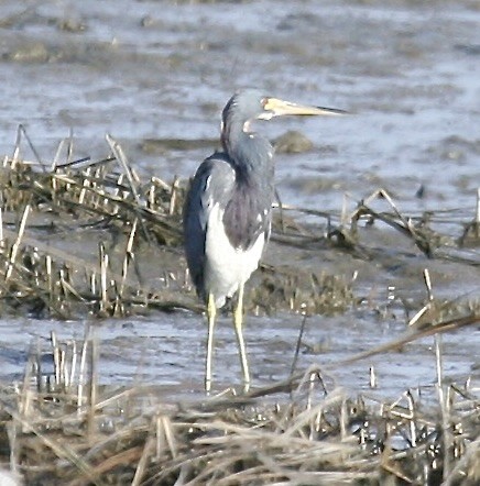 Tricolored Heron - ML622510074