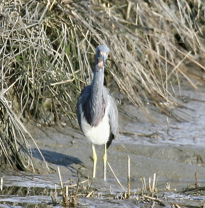 Tricolored Heron - ML622510075