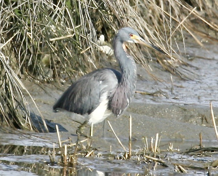 Tricolored Heron - ML622510076