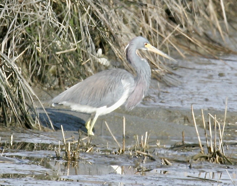 Tricolored Heron - ML622510077