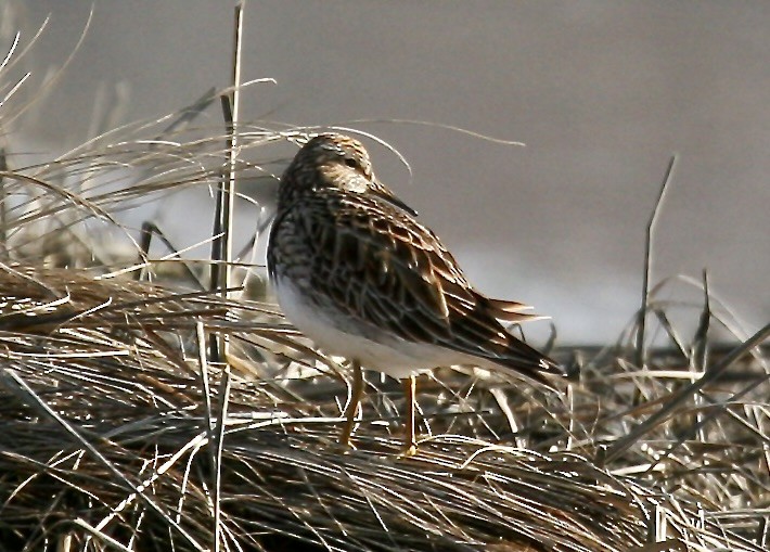 アメリカウズラシギ - ML622510122