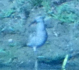 Stilt Sandpiper - ML622510188