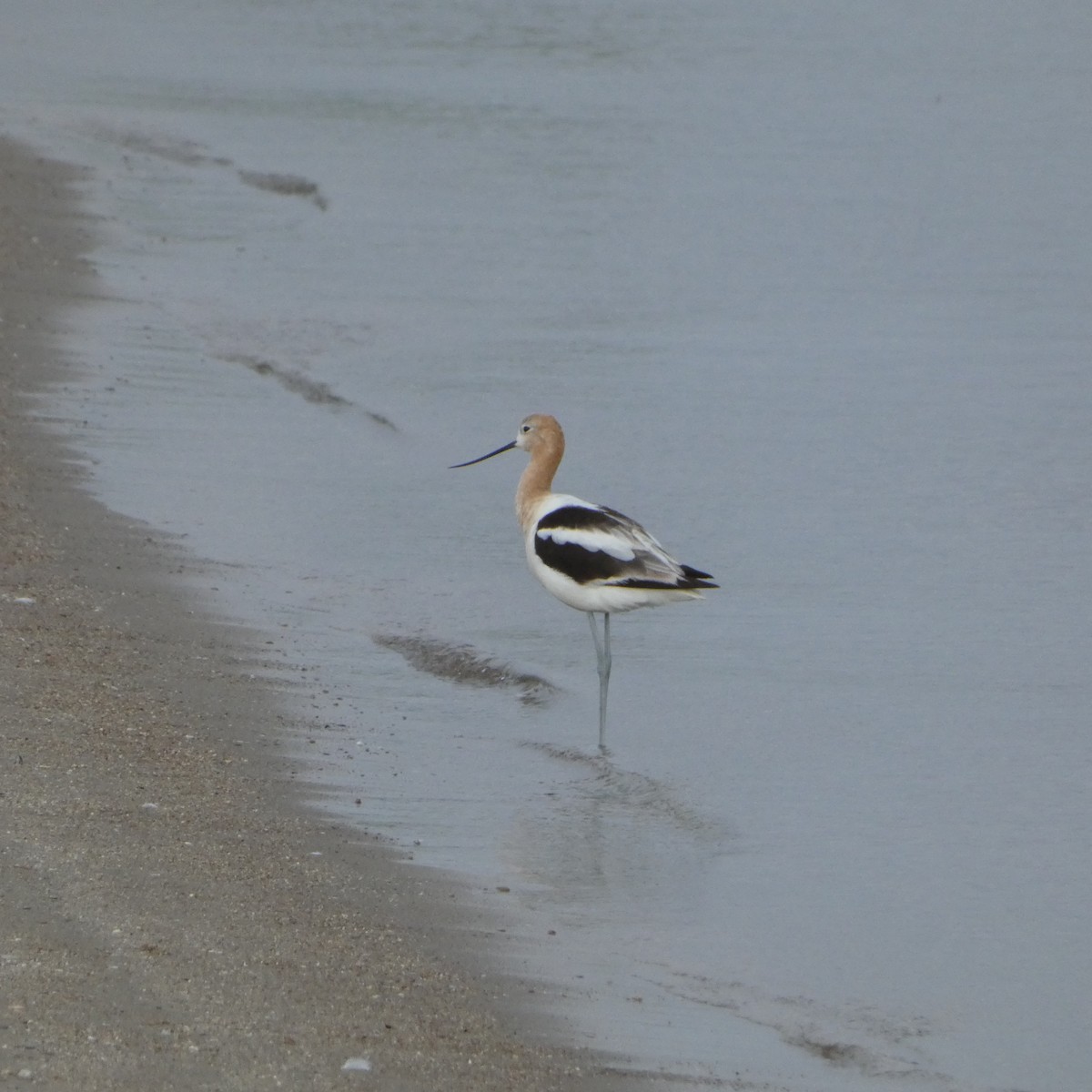 American Avocet - ML622510215