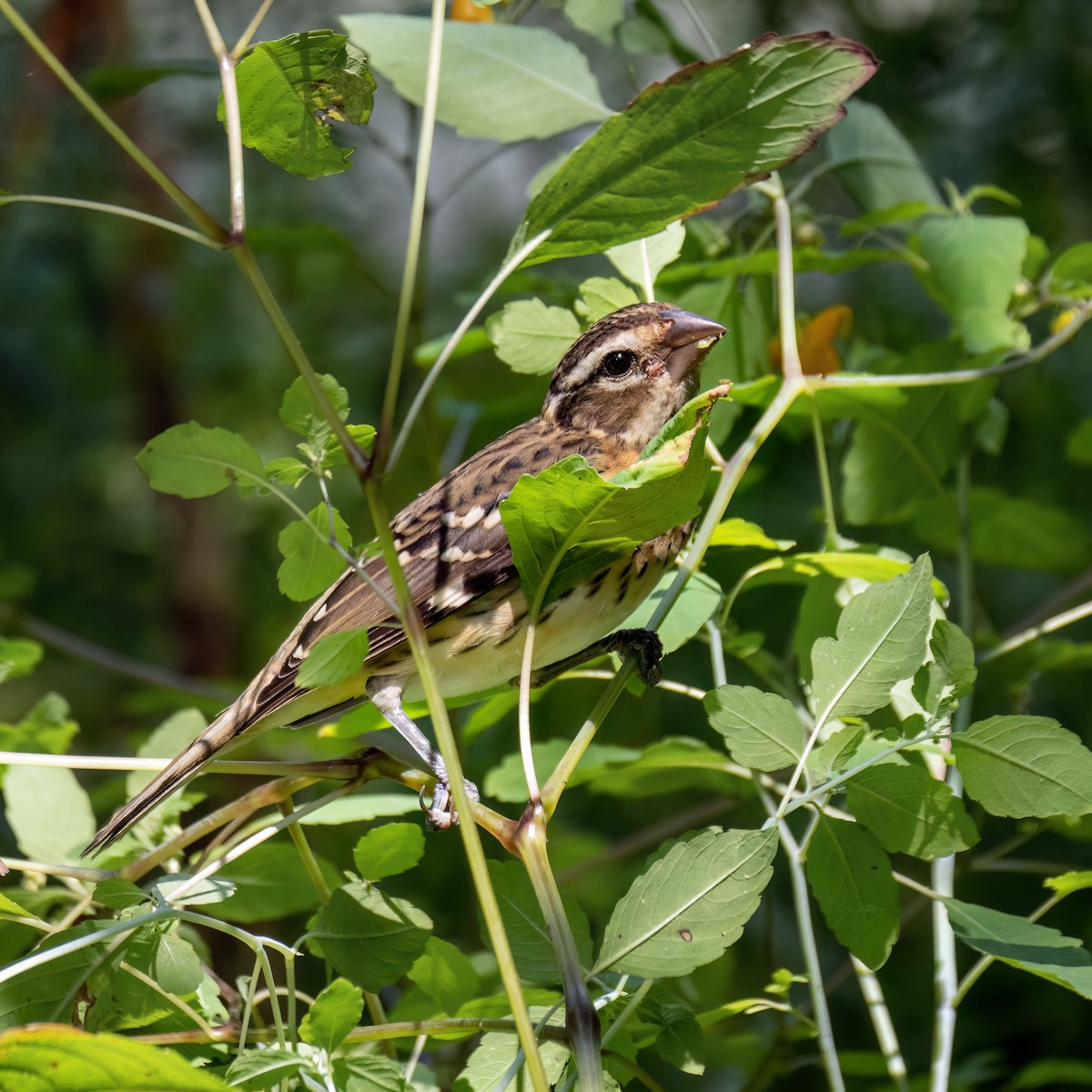 Rose-breasted Grosbeak - ML622510401