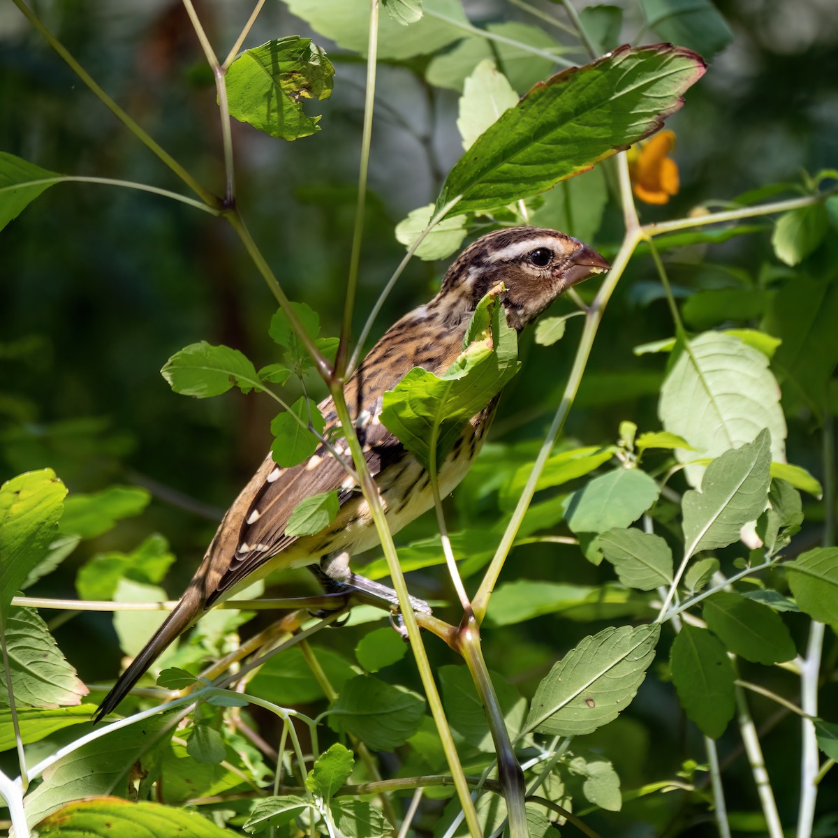 Rose-breasted Grosbeak - ML622510402