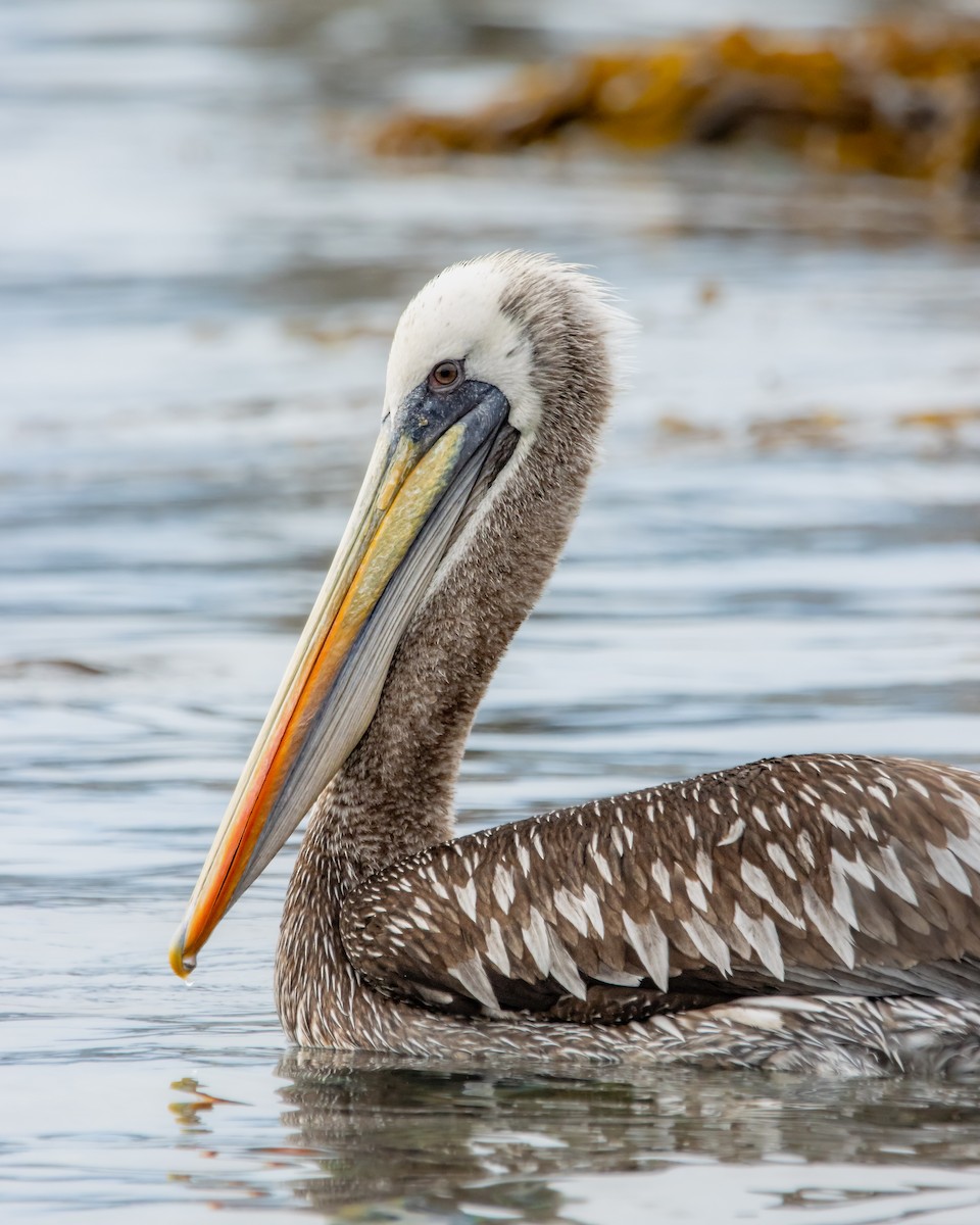 Peruvian Pelican - ML622510492