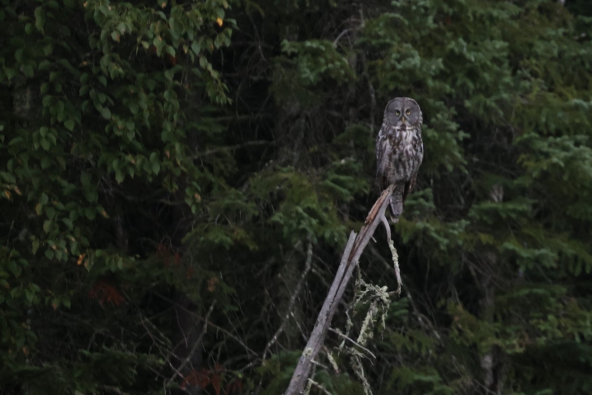 Great Gray Owl - ML622510528