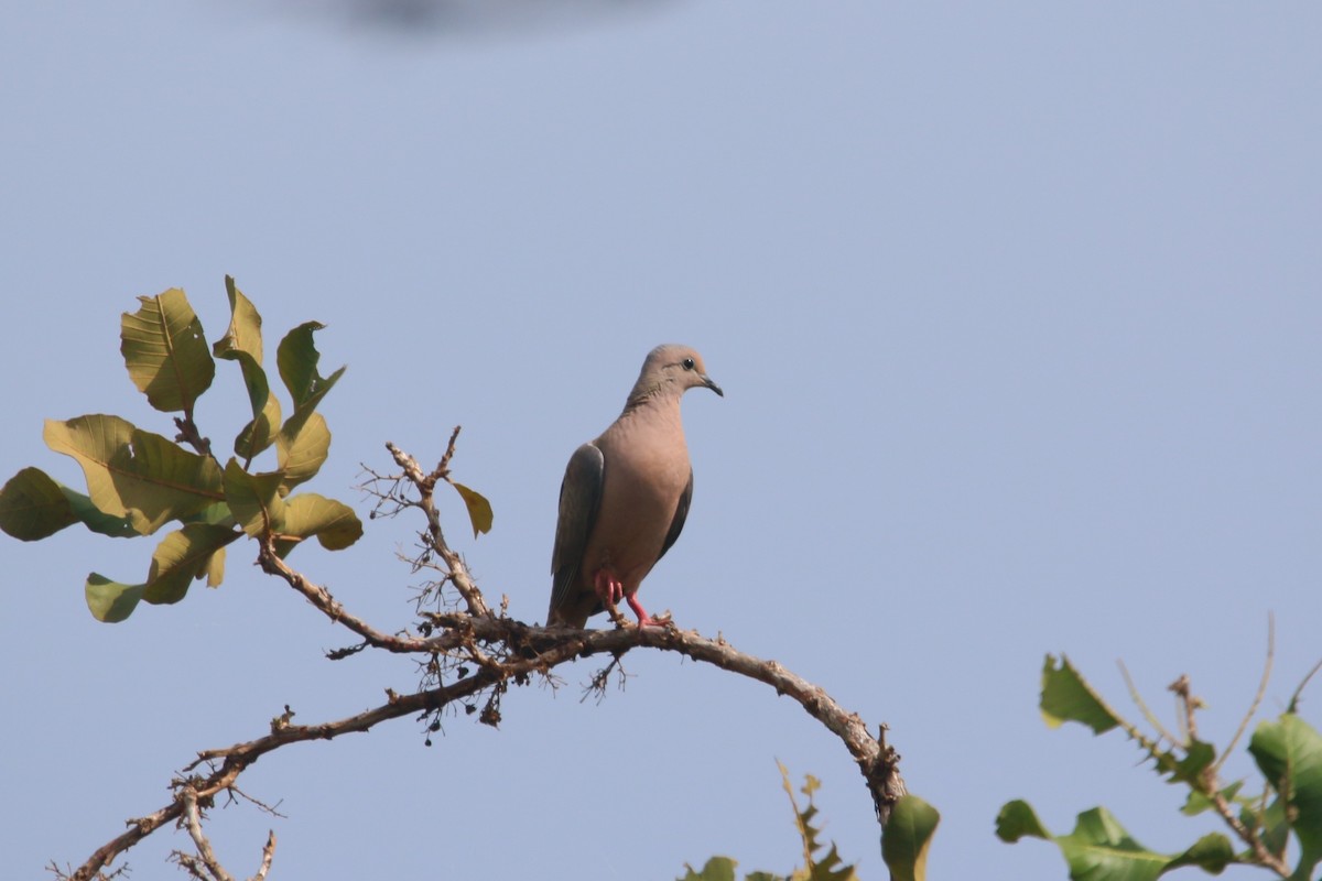 Eared Dove - ML622510558