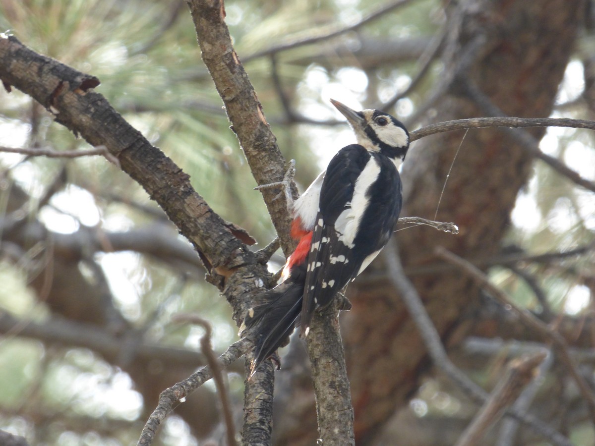 Great Spotted Woodpecker (Canarian) - Adrián Pina Hidalgo