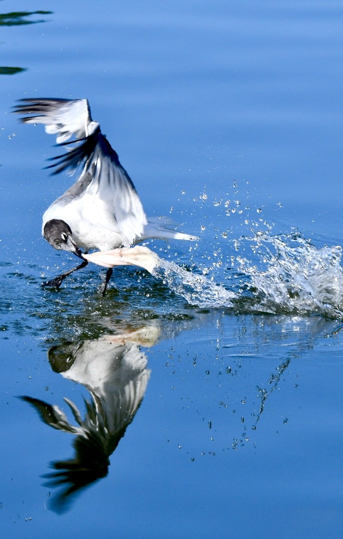 Laughing Gull - ML622510678