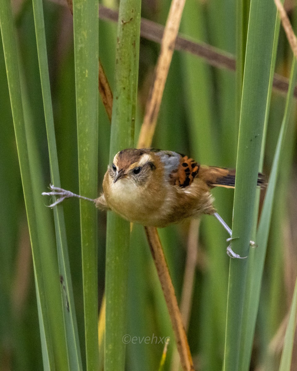 Wren-like Rushbird - ML622510803