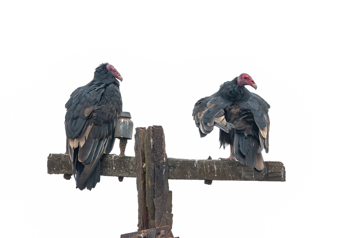 Turkey Vulture - ML622510835