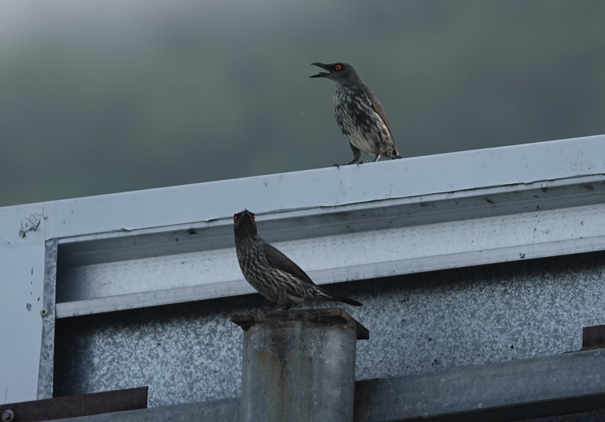 Singing Starling - ML622510840