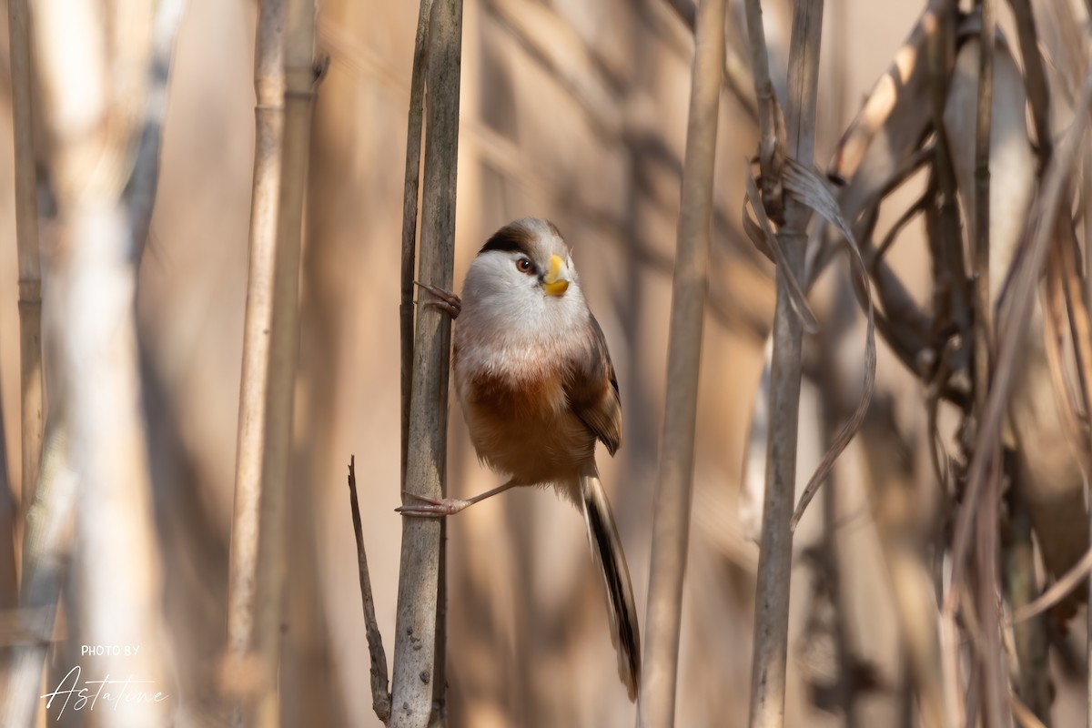 Reed Parrotbill - ML622511055