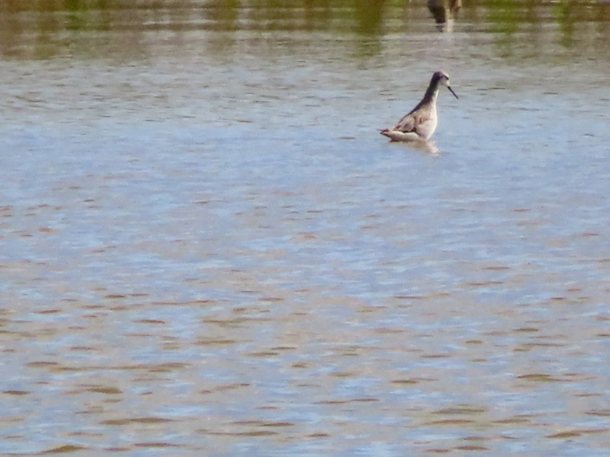 Wilson's Phalarope - ML622511111