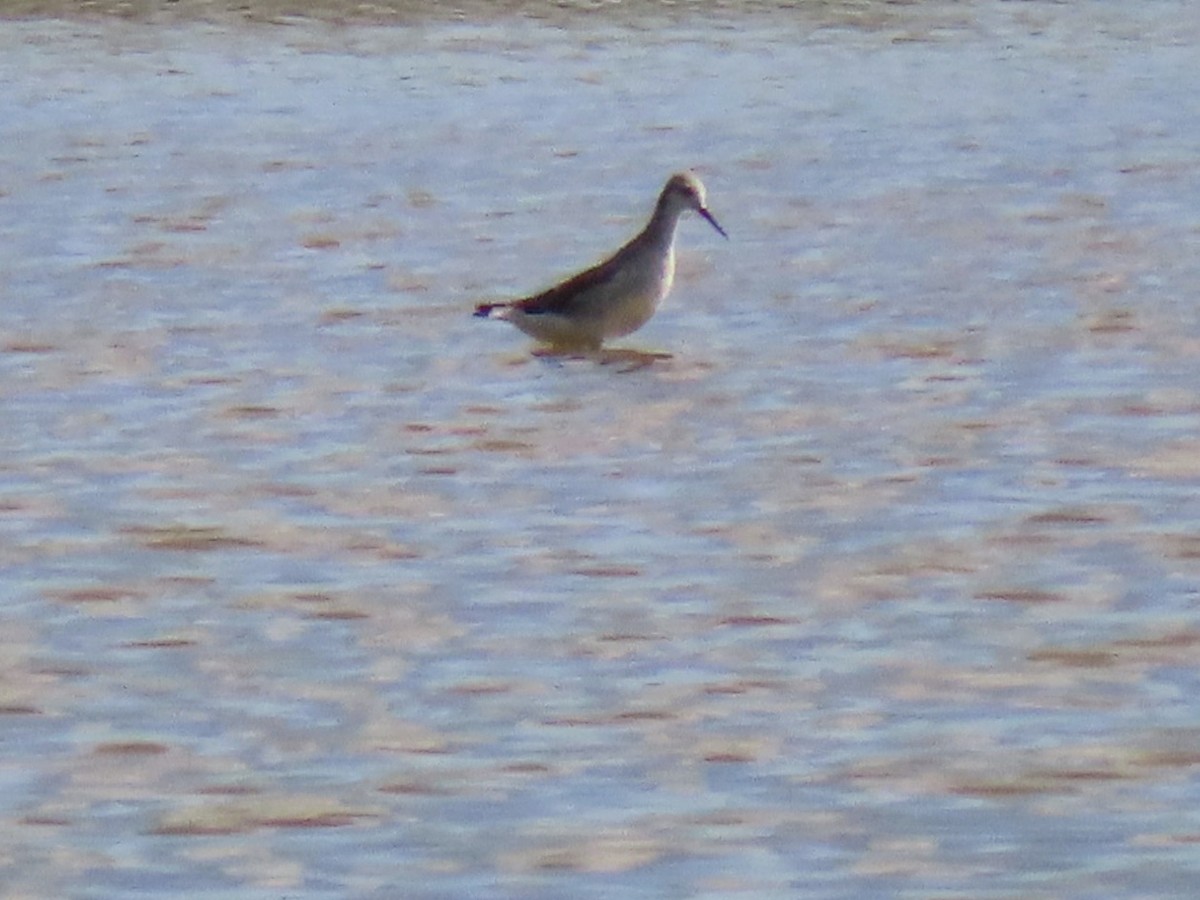 Wilson's Phalarope - ML622511112