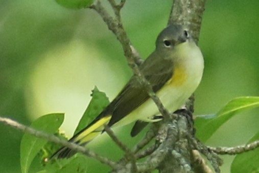 American Redstart - ML622511140