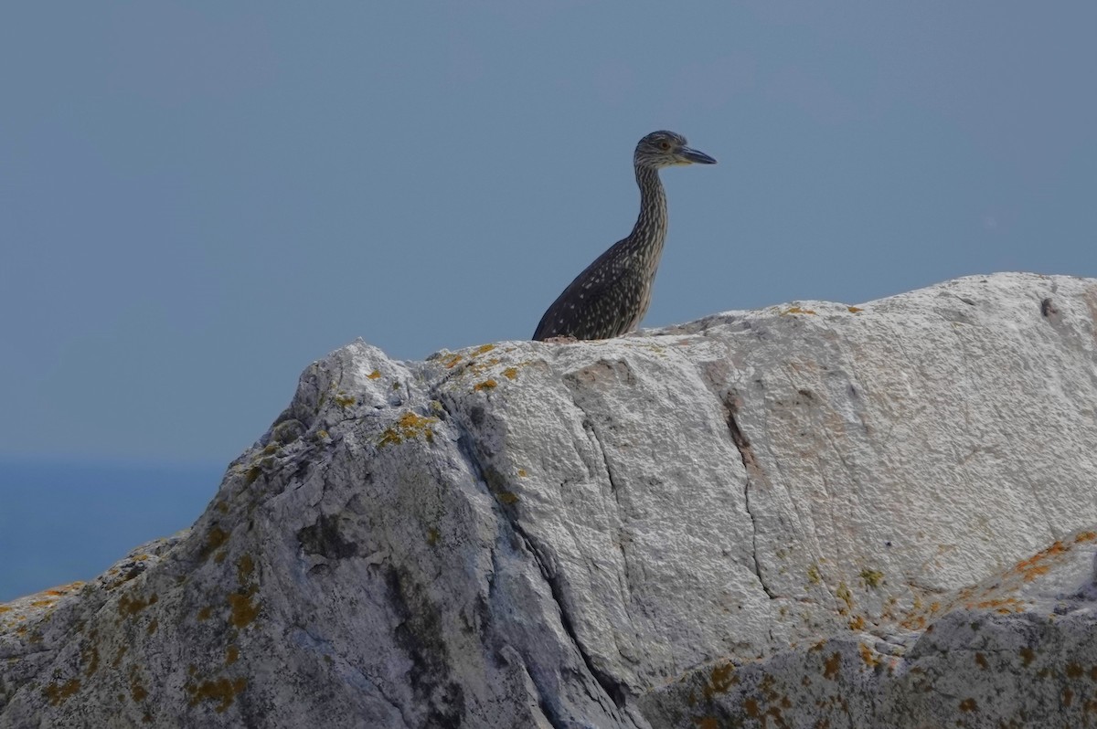 Yellow-crowned Night Heron - ML622511197