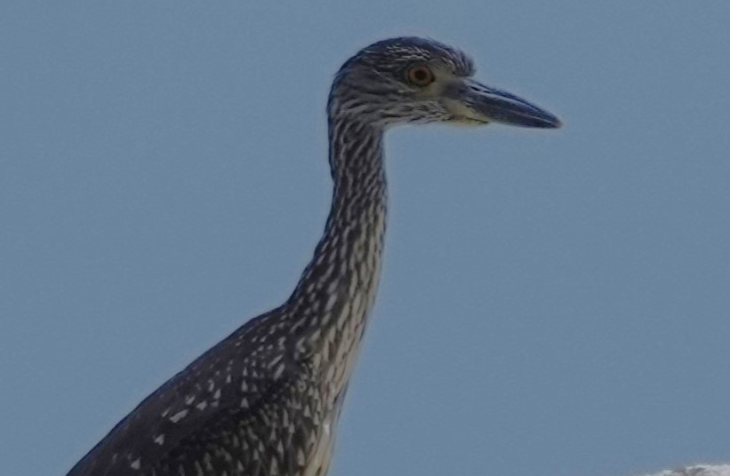 Yellow-crowned Night Heron - ML622511224