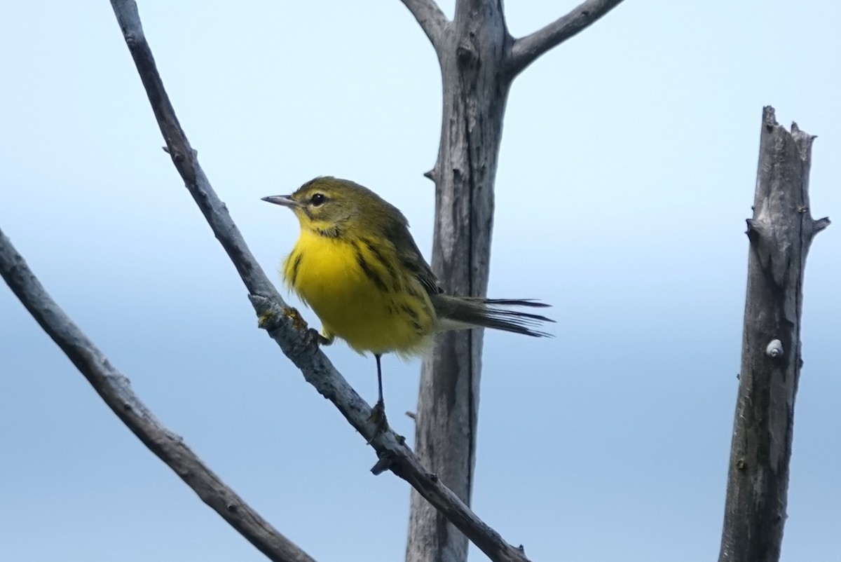 Prairie Warbler - ML622511251