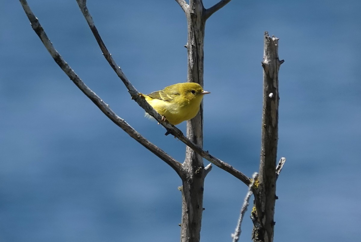 Yellow Warbler - ML622511281