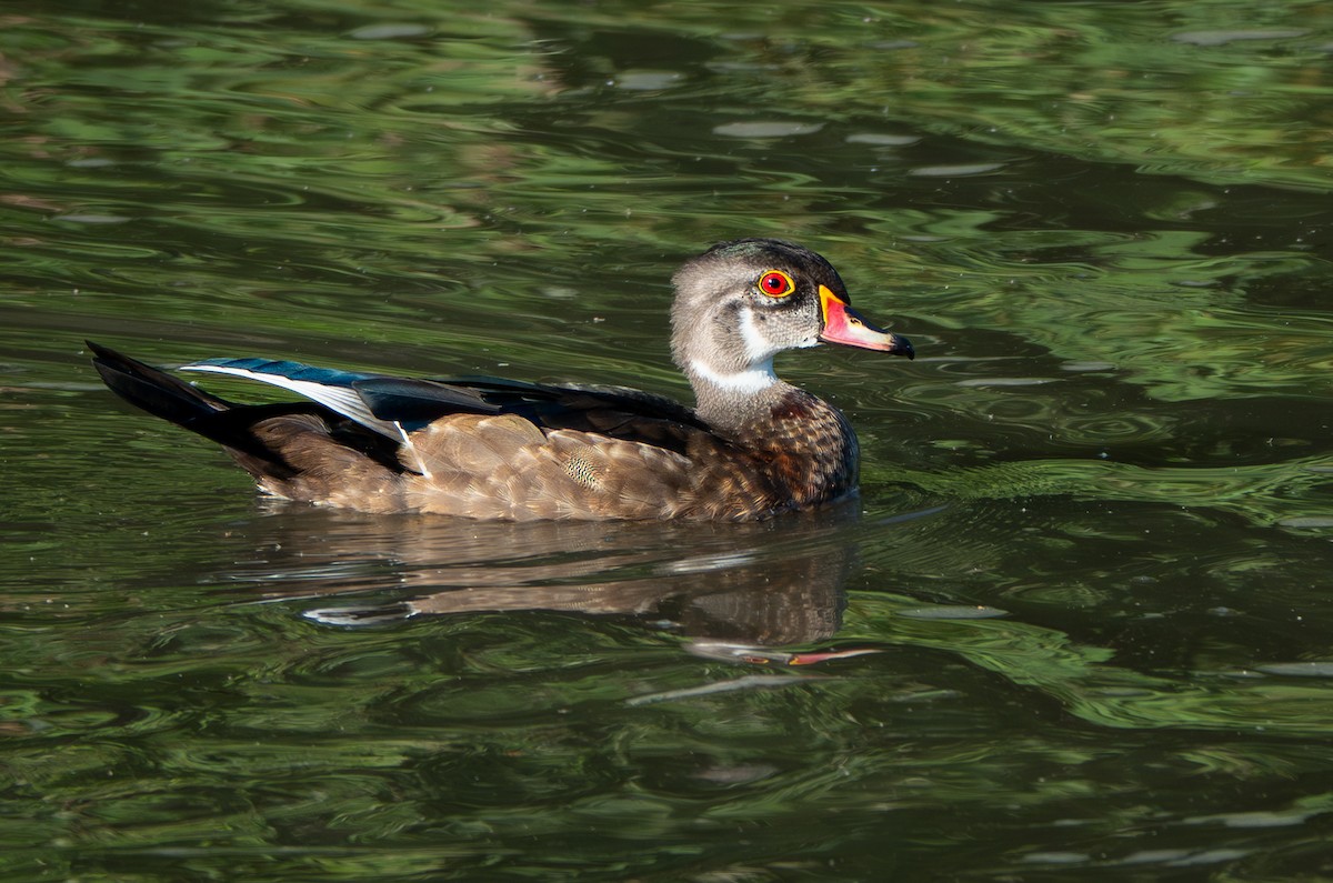 Wood Duck - ML622511294