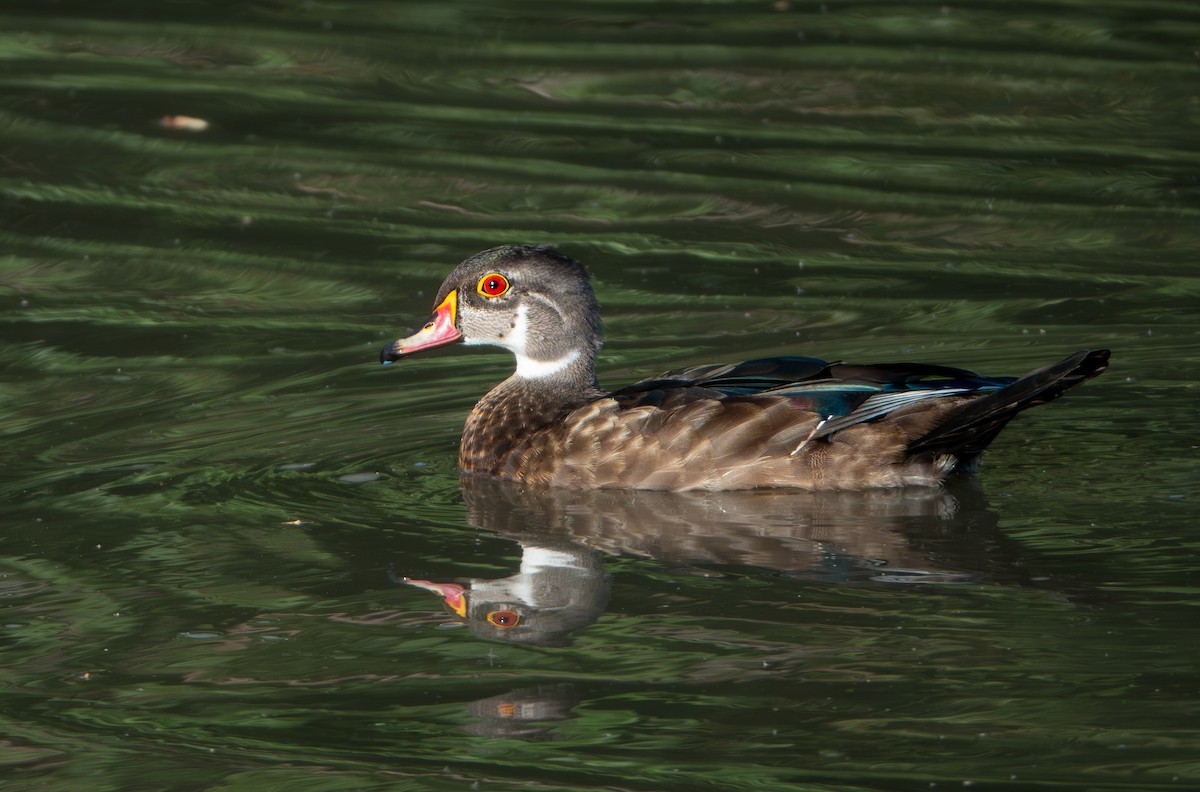 Wood Duck - ML622511295