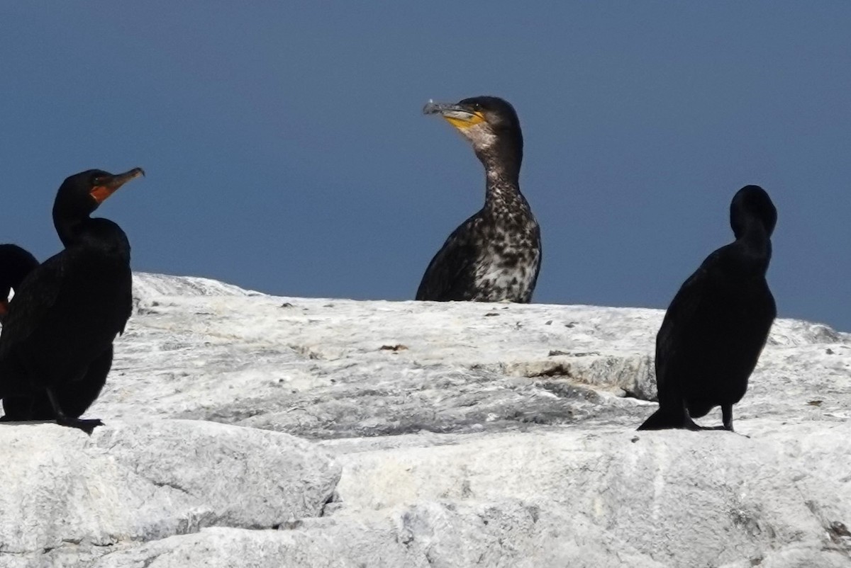 Great Cormorant - ML622511317