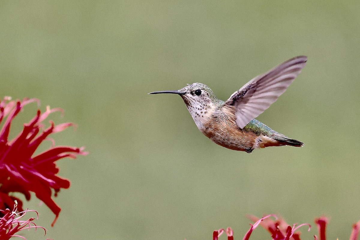 Calliope Hummingbird - ML622511374