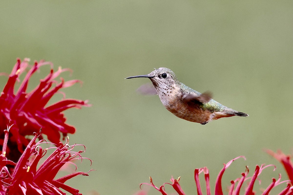 Calliope Hummingbird - ML622511375