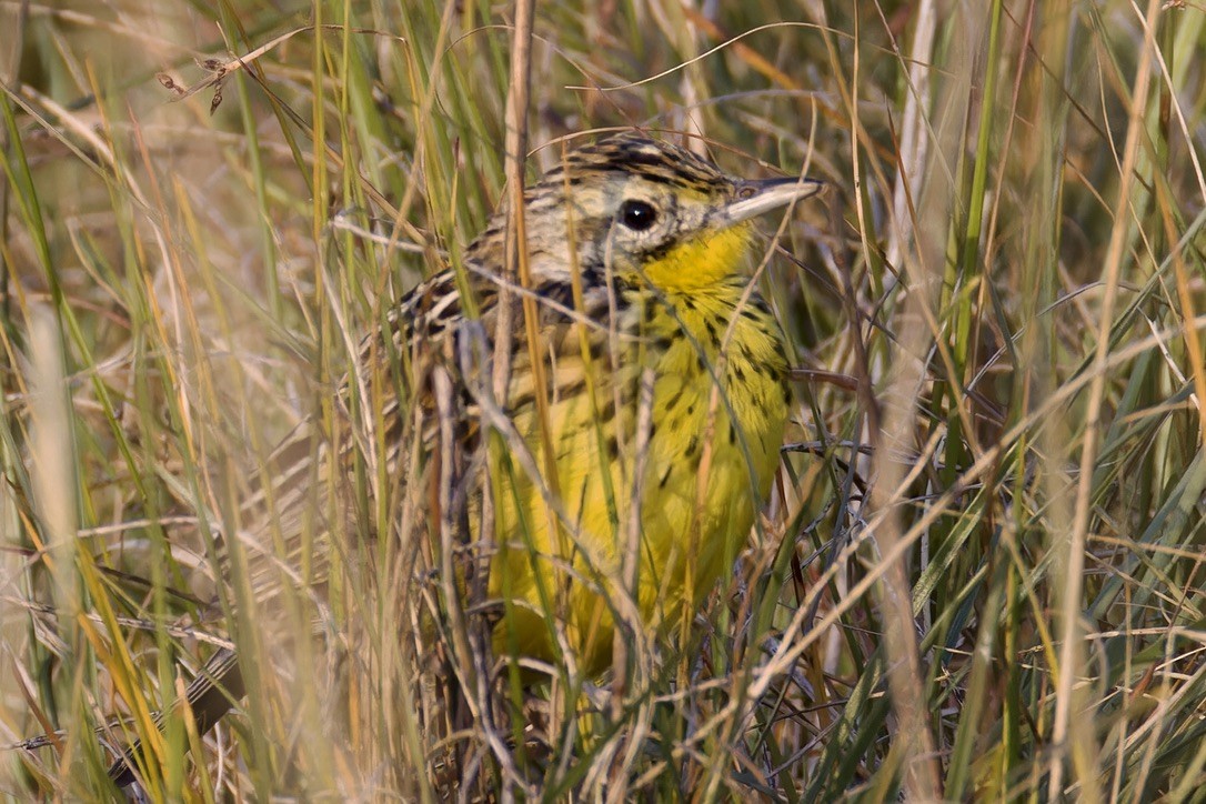 Sharpe's Longclaw - ML622511453