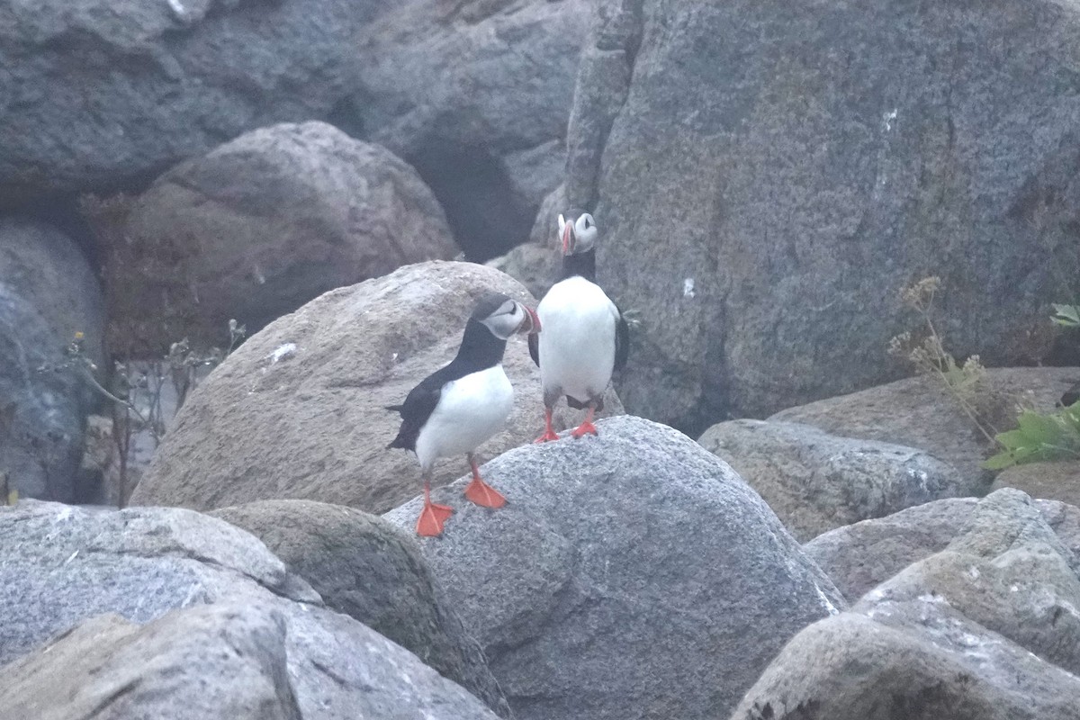 Atlantic Puffin - ML622511456