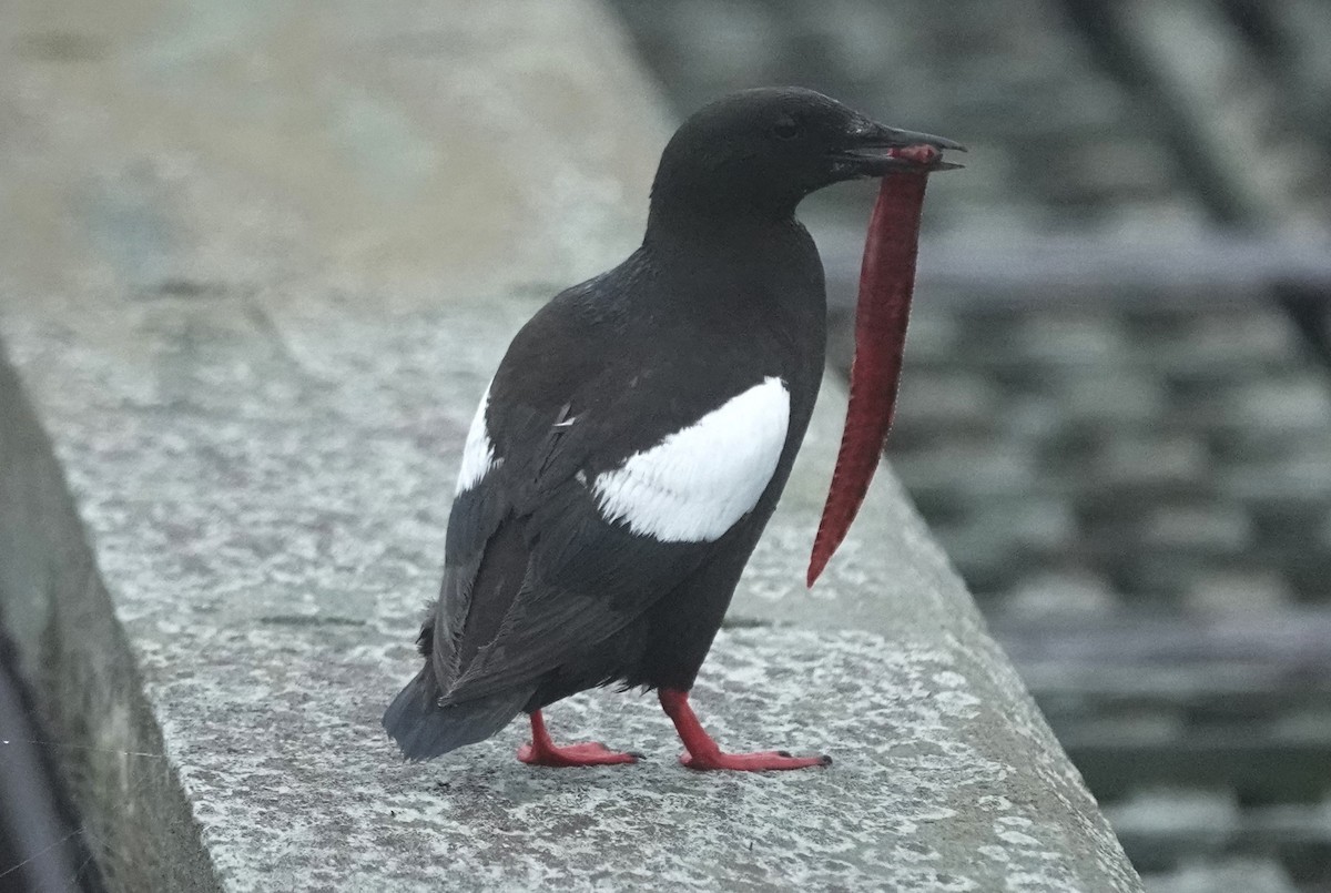 Black Guillemot - ML622511470