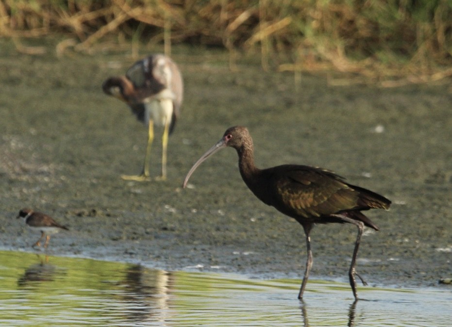 White-faced Ibis - ML622511478