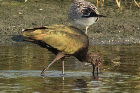 White-faced Ibis - ML622511479